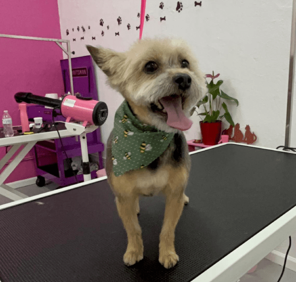 Service Image