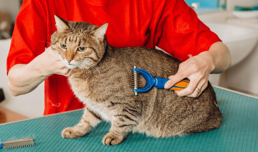 Cat Grooming